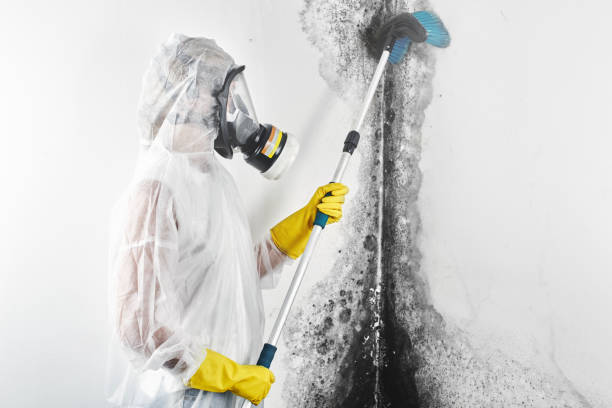 Best Comprehensive Air Testing for Mold Contaminants  in San Leon, TX